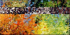 FEUILLAGE ET RAIE DE LUMIERE