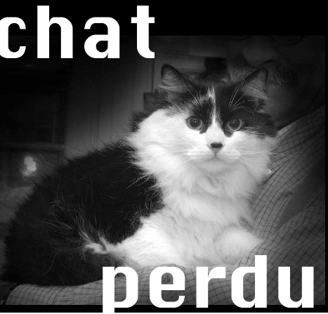 Photo du chat Soucy de Bertrand Tremblay